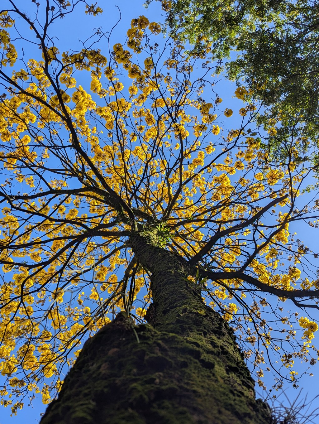 Árbol de guayacán florecido